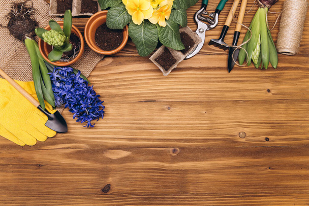 庭の背景。木製の背景にガーデンツールとヒヤシンスとプリムラの花。コピースペース付きのトップビュー. - 写真・画像