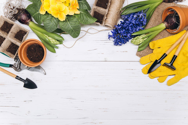 Tuinieren achtergrond. Hyacint en primula bloemen met tuingereedschap op de witte houten achtergrond. Bovenaanzicht met kopieerruimte. - Foto, afbeelding