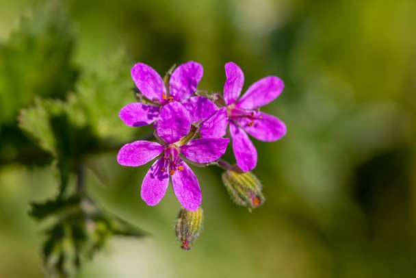 Wild flower in nature, scientific name; Erodium malacoides - Zdjęcie, obraz