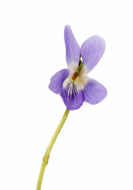 Flover violetas de madera
 - Foto, imagen