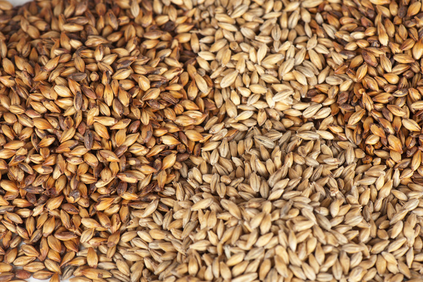 malt grains - Фото, изображение