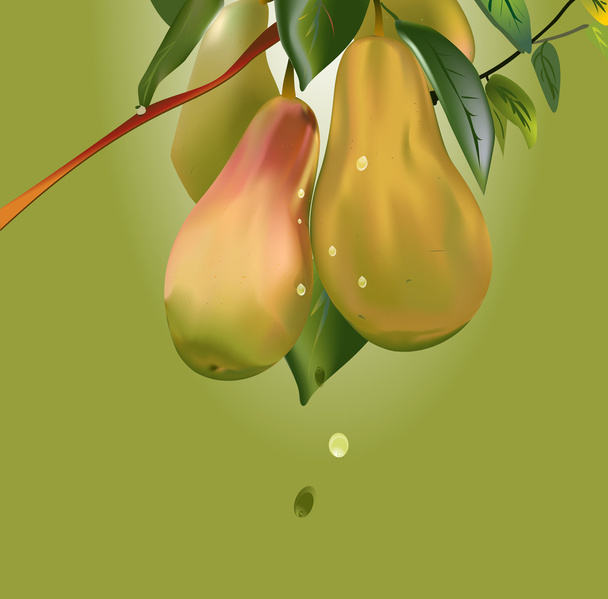 pears on a branch - Vector, Image