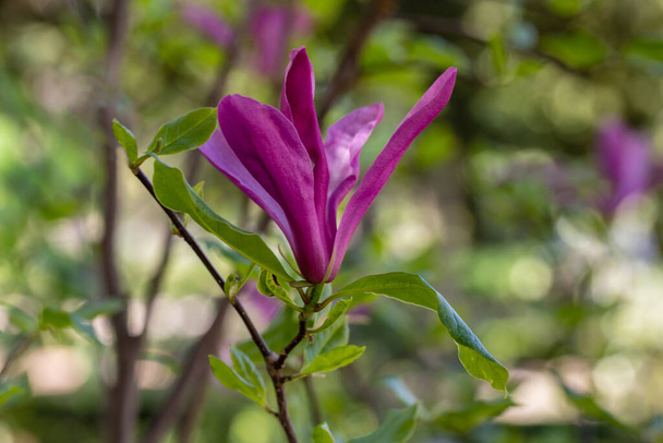 Magnolia liliiflora florece en un jardín de Madrid - Foto, Imagen