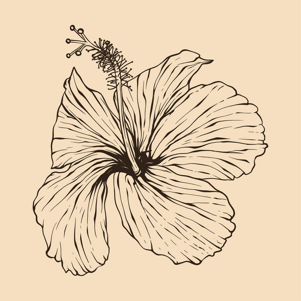 Hibiscus flower vector illustration with line art - Vettoriali, immagini