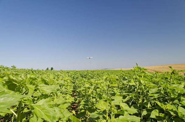 An agricultural crop duster flying low over a sunflower field, spraying chemicals - Photo, Image