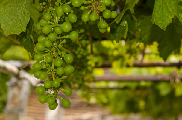 Growing bio grapes in the northern Bulgaria in the summer - Photo, image