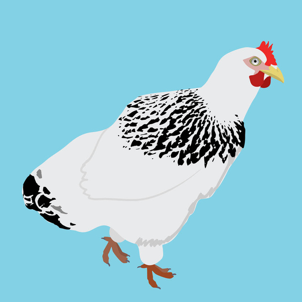 Pollo bianco con piume nere al collo. L'uccello ti sta guardando intensamente. Fondo blu - Vettoriali, immagini