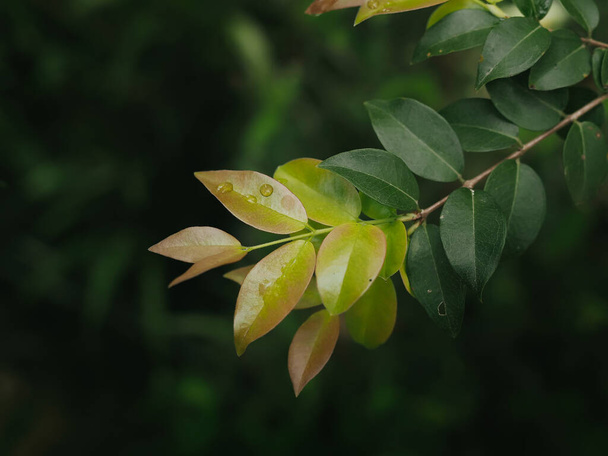 Green leaf texture for natural background - Foto, Imagen