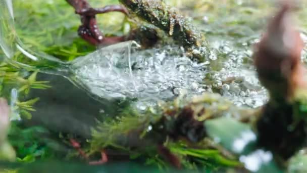 Aireación del acuario. Filtro de tubo de lirio de vidrio que agita la superficie del agua en el paisaje acuático tropical de agua dulce entre grandes raíces cubiertas con musgo de java. Imágenes de 4k - Imágenes, Vídeo