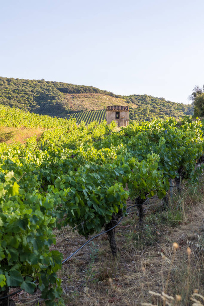 Kilátás a végén egy nyári nap a szőlőültetvények Saint-Chinian Roquebrun - Fotó, kép