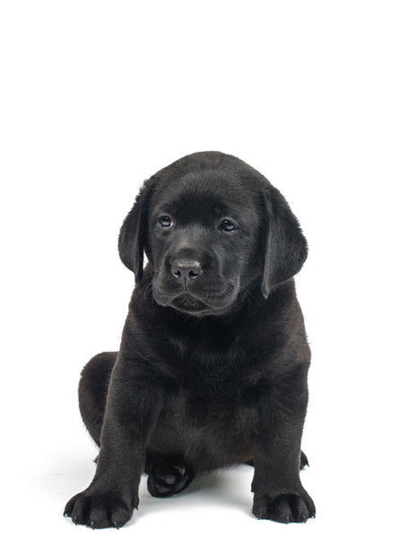 Cachorro labrador negro
 - Foto, Imagen
