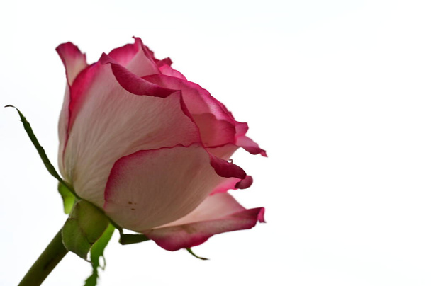 beautiful  rose,  flower, close up - Foto, Imagen