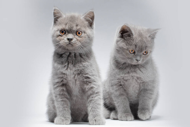 Two small blue British kittens aged two months on a gray background with intelligent eyes and beautiful muzzles. - Photo, Image