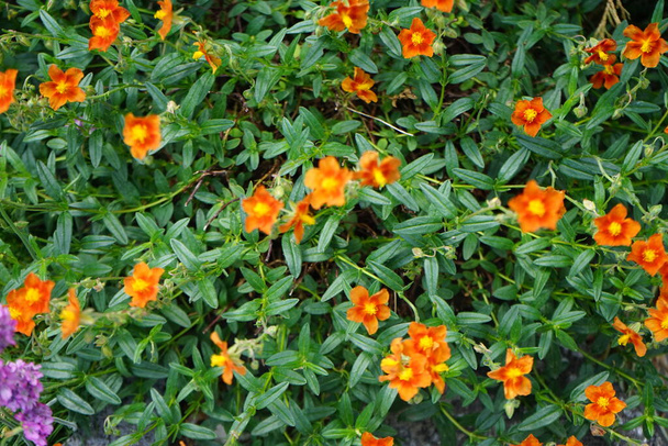 Mayıs ayında bahçede Helianthemum x cultivars 'Bronzeteppich' ve Armeria maritima. Helianthemum, Kaya Gülü ("Helianthemum"), Kistaceae familyasından bir çiçek türü. Berlin, Almanya - Fotoğraf, Görsel