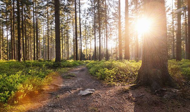Sentier silencieux Forêt au printemps avec de beaux rayons de soleil lumineux - Photo, image