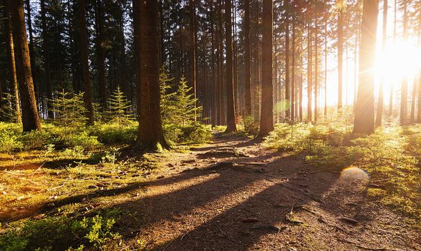 Спокійний ліс навесні з красивою яскравих сонячних променів - Фото, зображення