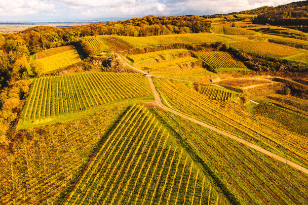 вид с воздуха с виноградников осеннего цвета в Германии Kaiserstuhl - Фото, изображение