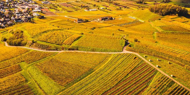 Dron widok z lotu ptaka z jesiennych kolorowych winnic w Kaiserstuhl Niemcy - Zdjęcie, obraz
