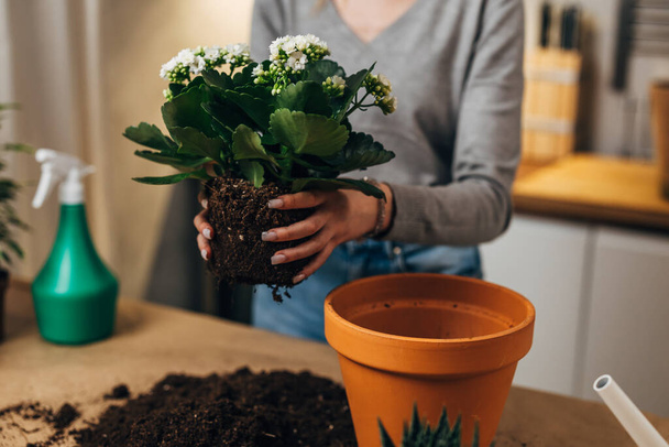 Closeup view of hands placing a plant into a flowerpot - Фото, изображение