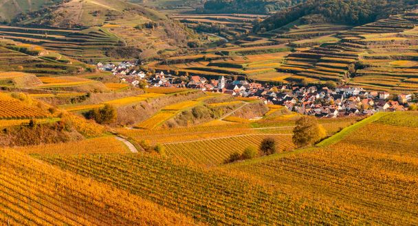 Podzimní barevné vinice v Kaiserstuhlu Německo - Fotografie, Obrázek
