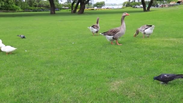 Perigord geese walk on green lawn in summer at goose farm. Beautiful Gray geese, French foie delicacy, farm poultry in countryside. Waterfowl hunting - Footage, Video