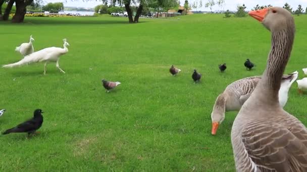 Los gansos del Périgord caminan sobre césped verde en verano en la granja de ganso. Hermoso gansos grises, foie francés delicadeza, aves de corral de granja en el campo. Caza de aves acuáticas - Imágenes, Vídeo