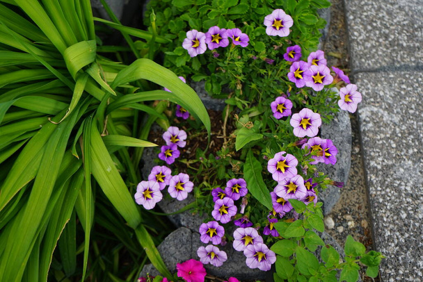 Az Impatiens walleriana rózsaszín-vörös virágai és a Calibrachoa 'Cabaret Bumble Bee Blue' lila-sárga virágai virágoznak a kertben. A kalibrachoa a Solanaceae, a nadragulya családba tartozó növények nemzetsége. Berlin, Németország  - Fotó, kép