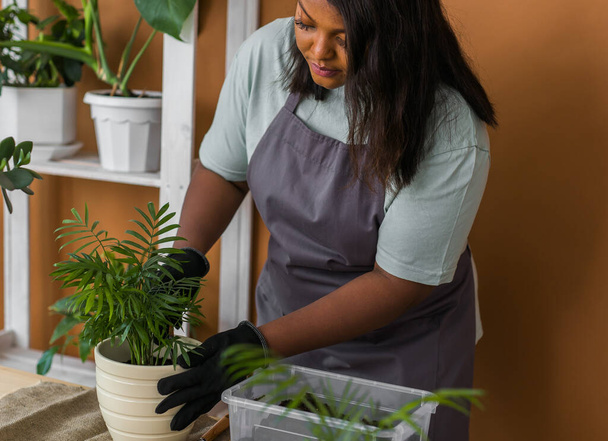 Woman gardener transplanting green plants in ceramic pots on the floor. Home garden and potted plants - Foto, afbeelding