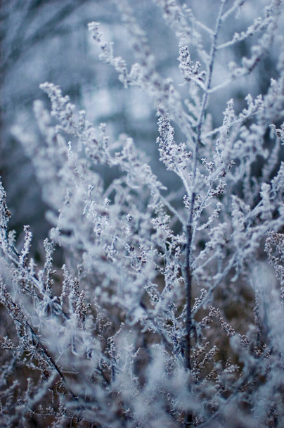 Meadow plants in winter time. Selective focus. - Foto, Bild
