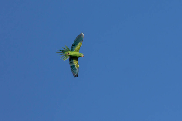 Lot papugi znanej również jako Periquito. Gatunek Brotogeris chiriri. Obserwowanie ptaków. Ptaki. Papuga. - Zdjęcie, obraz