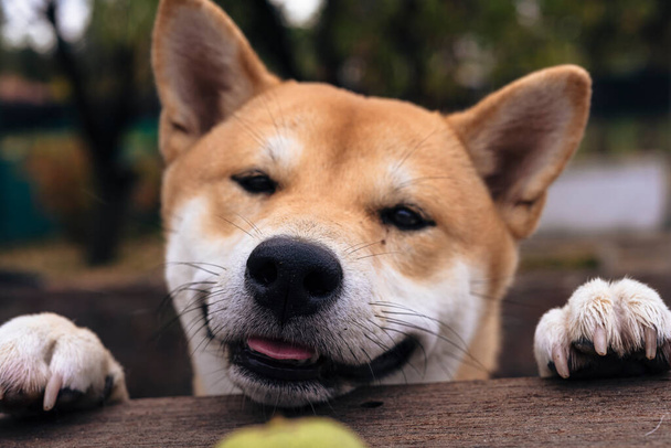 shiba inu chien de race chiot reposant avec ses pattes avant sur une table en bois ressemblant à attraper une noix verte sortant de sa langue image d'animaux - Photo, image