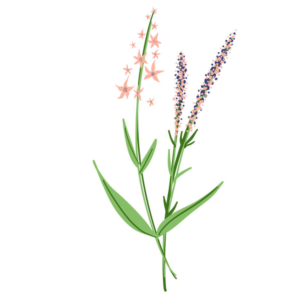 Field Flowers on Branch. Wildflower Icon. Hand Drawn Meadow Plant Isolated on Transparent Background. Vector illustration - Vector, afbeelding