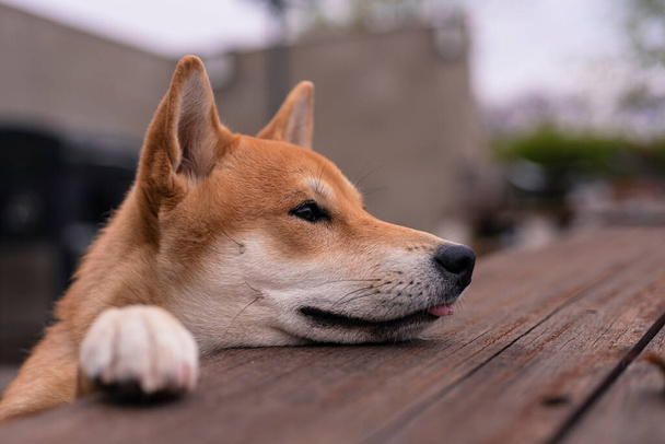 shiba inu crianza perro cachorro descansando con sus patas delanteras en un madera mesa buscando - Foto, imagen