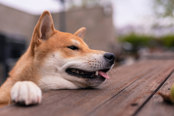 shiba inu chien de race chiot penché avec ses pattes avant sur une table en bois regardant sortir sa langue image animale - Photo, image