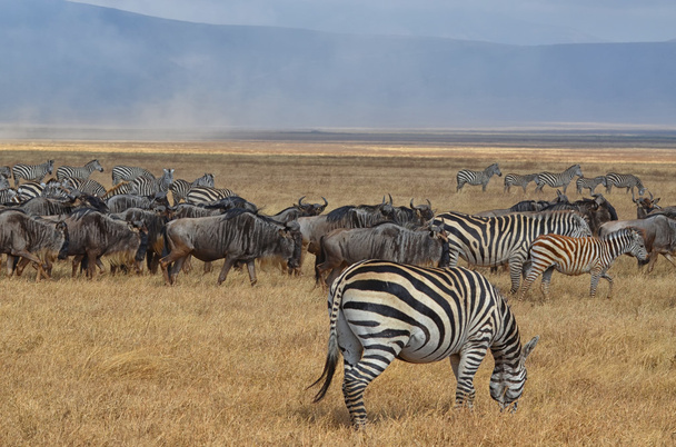 Kudde van Zebra's en Gnus 2 - Foto, afbeelding