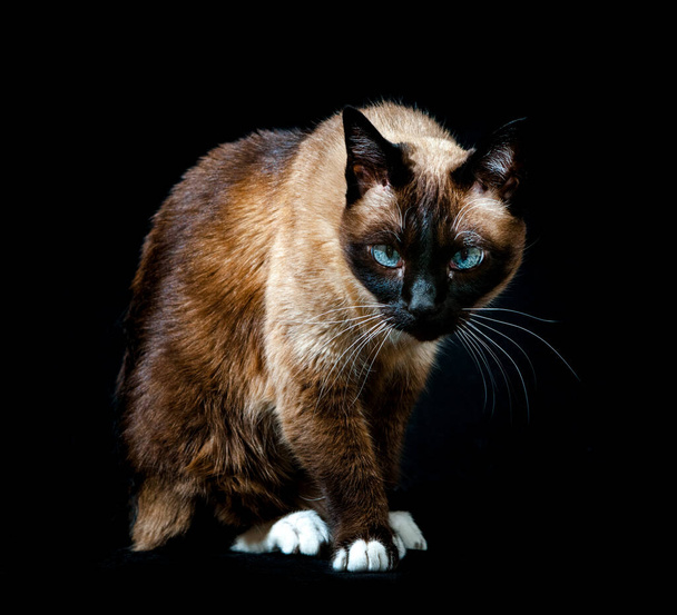 Siamilainen kissa, jolla on voimakas katse kameraan, jolla on musta tausta - Valokuva, kuva