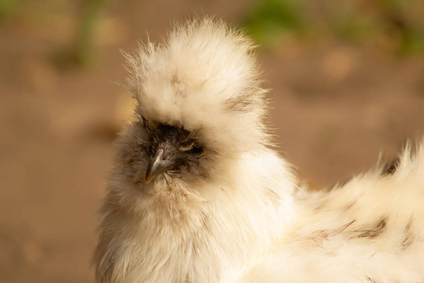 Portrait of rare breed of fluffy chicken Silkie. White big hen. - Foto, Imagem