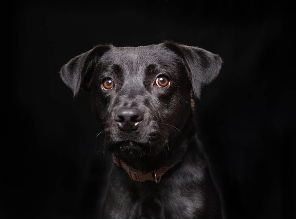 studio shot of a cute dog on an isolated background  - Foto, Bild