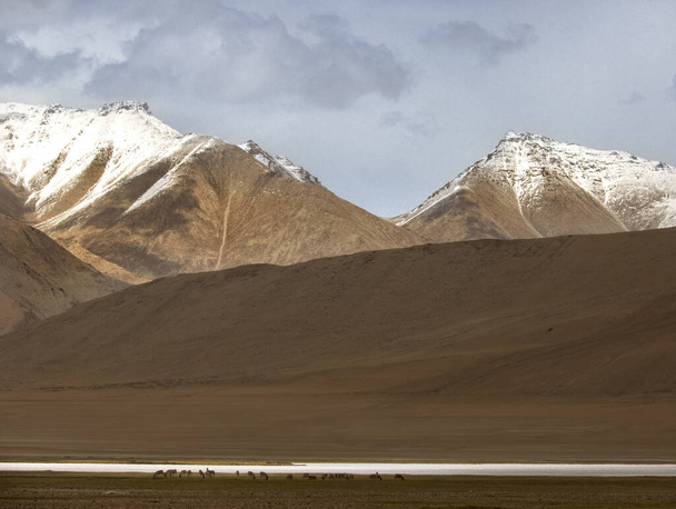 landscape of himalayas in ladakh region in nubra valley - Photo, Image
