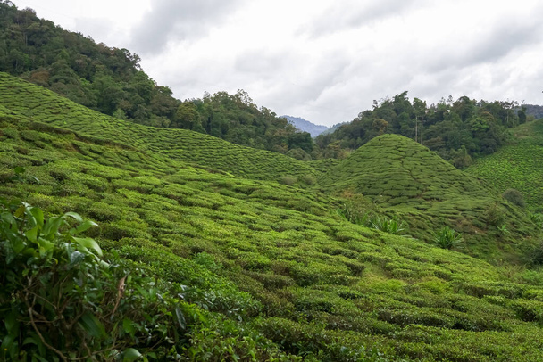 マレーシアのキャメロン高地の茶畑風景。緑茶の庭の山の範囲。生態茶園。アサムティーガーデン。収穫前のお茶。茶畑のテラスと質感 - 写真・画像