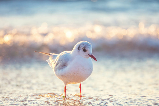 Seagull on the beach sand against the sea. - Fotoğraf, Görsel