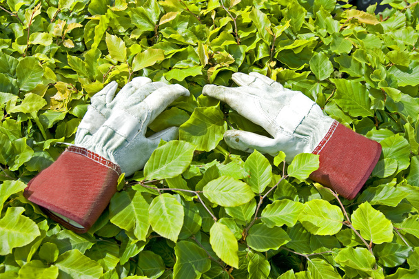 rękawice ogrodnicze na zielony liść - Zdjęcie, obraz