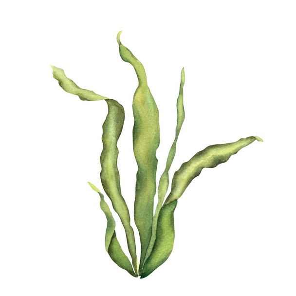 Sea, ocean, aquarium plant. Hand drawn botanical watercolor illustration isolated on white background. For clip art, decor - Fotografie, Obrázek