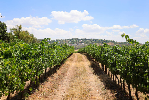 Kilátás gyönyörű szőlő vidéken - Fotó, kép
