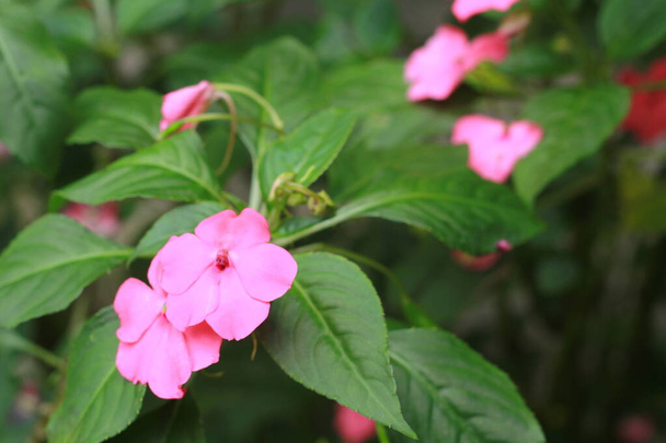 Busy Lizzie (Impatiens Walleriana) also known as Balsam, Sultana or Impatiens in Bangkok, Thailand, Asia - Photo, Image