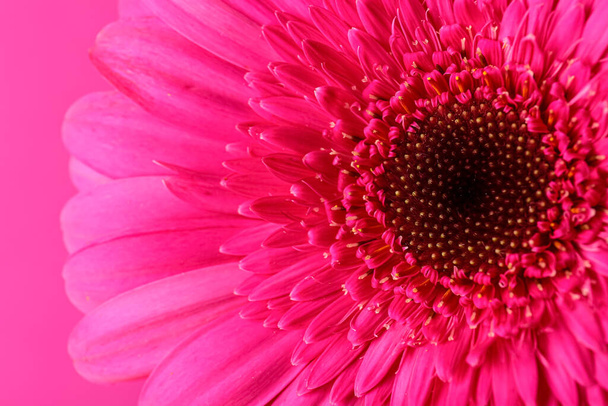 Όμορφο λουλούδι gerbera σε ροζ φόντο, closeup - Φωτογραφία, εικόνα