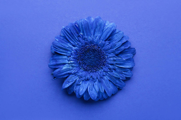 piękny gerbera kwiat na niebieskim tle - Zdjęcie, obraz