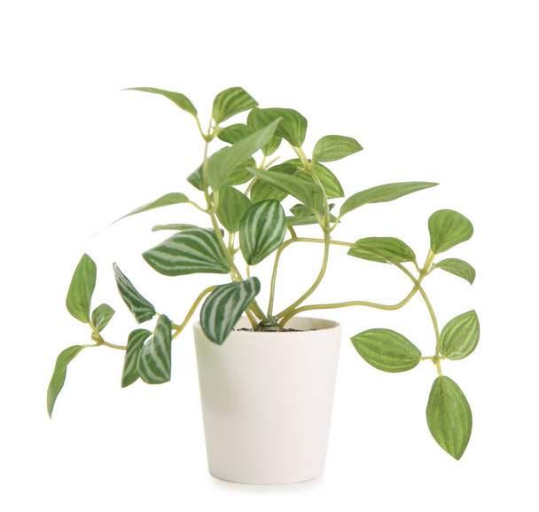 Topf mit schöner Zimmerpflanze isoliert auf weißem Hintergrund - Foto, Bild