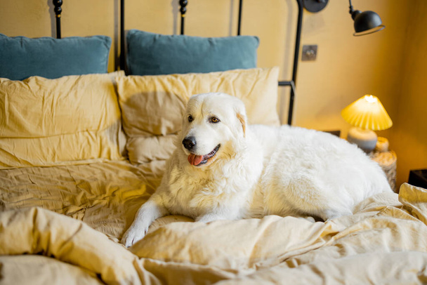ベージュ色の色調の居心地の良いベッドルームでベッドの上に寝そべっている愛らしい白い犬。ペットと家庭の居心地の良いの概念。マレマイタリアの羊飼いの犬 - 写真・画像