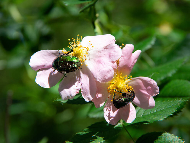 зелені жуки влітку на квітах шипшини
 - Фото, зображення